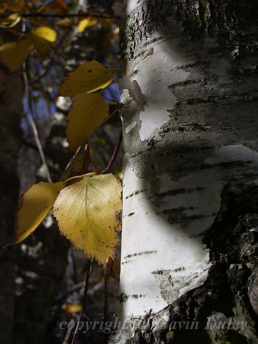 Silver birch, University of New England IMGP8871.JPG